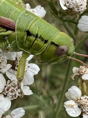 Pseudopodisma transilvanica