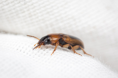 Agonoderus