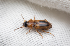 Agonoderus