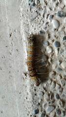 Mimeusemia vilemani