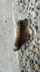 Mimeusemia vilemani