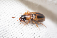Agonoderus