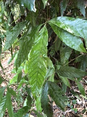 Lithocarpus amygdalifolius