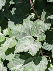 Ribes viscosissimum
