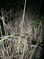 Litaneutria skinneri