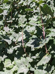 Ribes viscosissimum