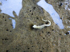 Galeolaria caespitosa