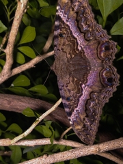 Ascalapha odorata