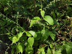 Circaea canadensis canadensis