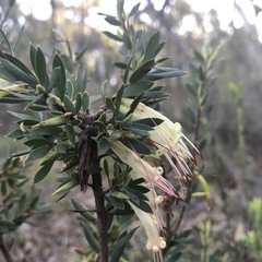 Styphelia triflora