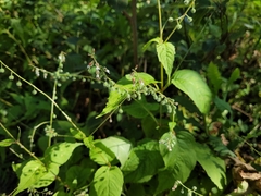 Circaea canadensis canadensis