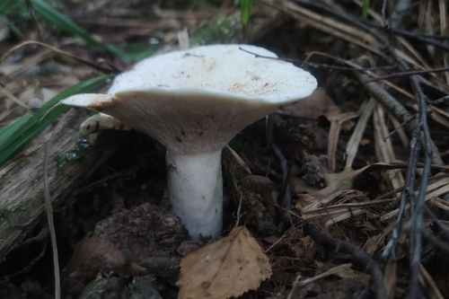 Наблюдение на iNaturalist