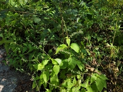 Circaea canadensis canadensis