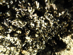 Galeolaria caespitosa