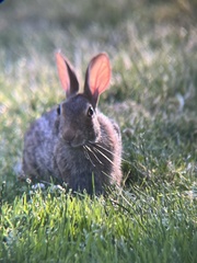 Sylvilagus floridanus