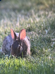 Sylvilagus floridanus