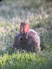 Sylvilagus floridanus