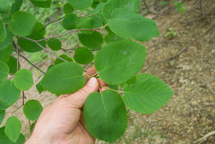 Amelanchier humilis