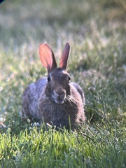 Sylvilagus floridanus