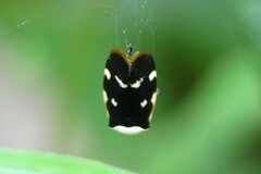 Phymatostetha karenia