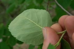 Amelanchier humilis