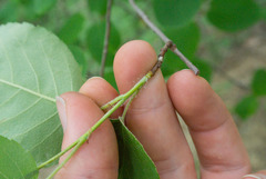 Amelanchier humilis
