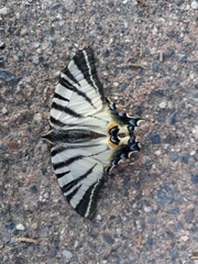 Iphiclides podalirius