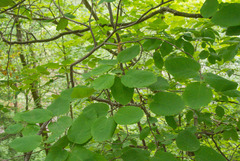 Amelanchier humilis