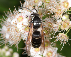Dolichovespula arctica