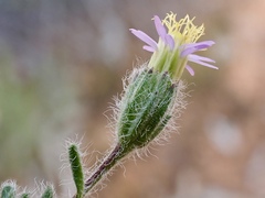 Vittadinia dissecta hirta