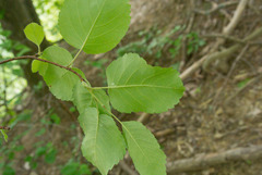 Amelanchier humilis