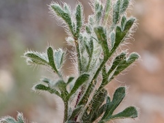 Vittadinia dissecta hirta