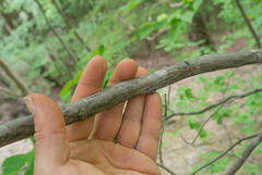Amelanchier humilis