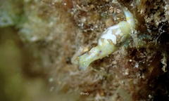 Lamprohaminoea cymbalum