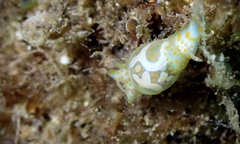 Lamprohaminoea cymbalum