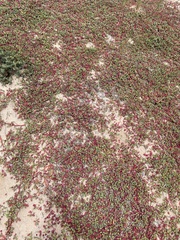 Sesuvium microphyllum