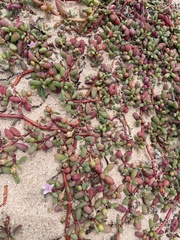 Sesuvium microphyllum