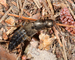 Platydracus viridanus