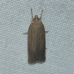 Gonioterma mistrella