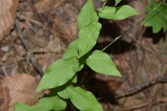Solidago auriculata