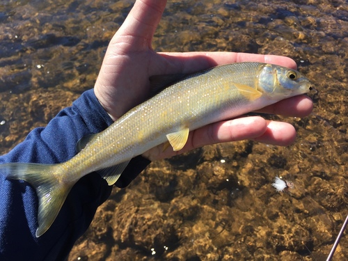 Mountain Whitefish