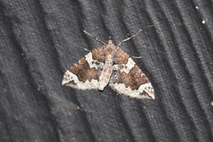 Eulithis xylina