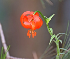 Lilium chalcedonicum