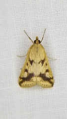 Achyra bifidalis