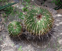 Echinofossulocactus lamellosus