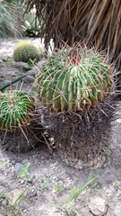 Echinofossulocactus lamellosus