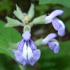 Salvia urticifolia