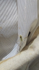 Sidymella rubrosignata