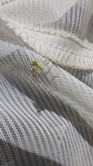 Sidymella rubrosignata