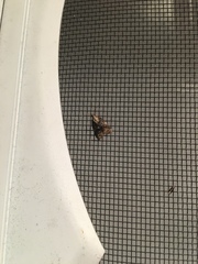 Platynota exasperatana